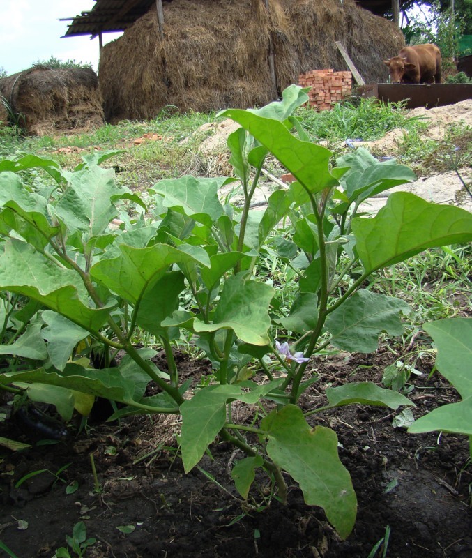 Image of Solanum melongena specimen.