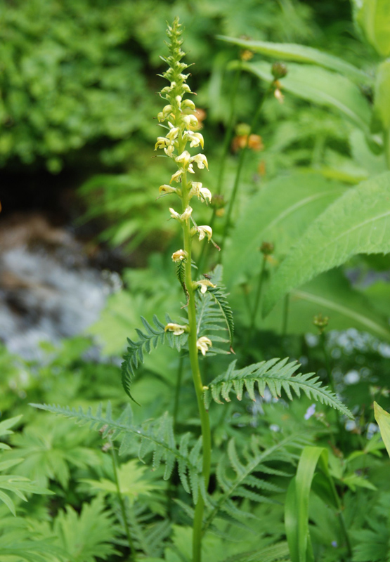 Image of Pedicularis incarnata specimen.