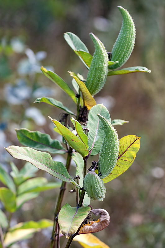 Изображение особи Asclepias syriaca.