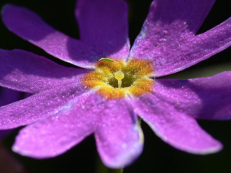 Image of Primula cuneifolia specimen.