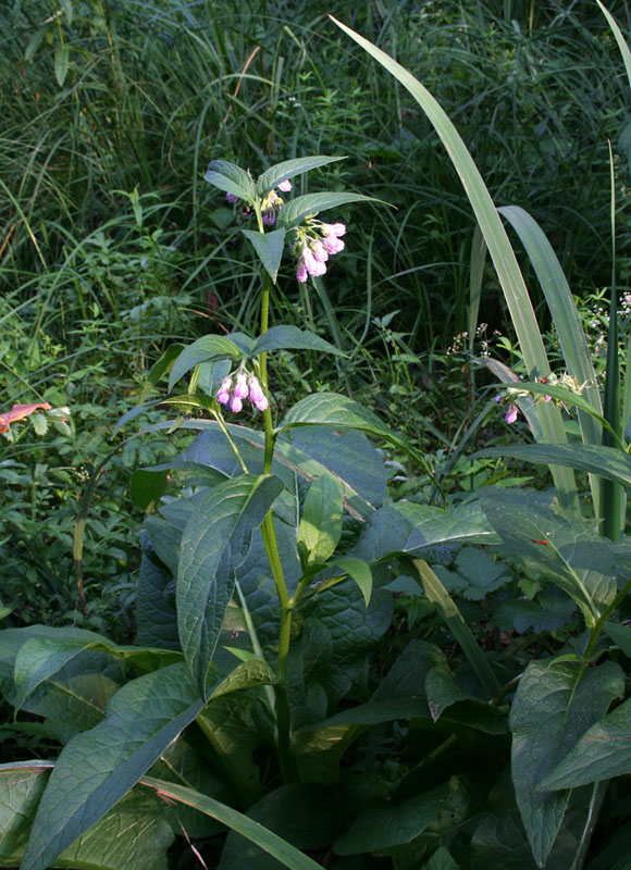 Изображение особи Symphytum officinale.