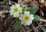 Primula vulgaris