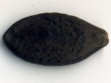 Echinocystis lobata. Семя. Курская обл., Железногорский р-н, пос. Каменец, дачи Жуковец, обочина дороги. 28 сентября 2009 г.