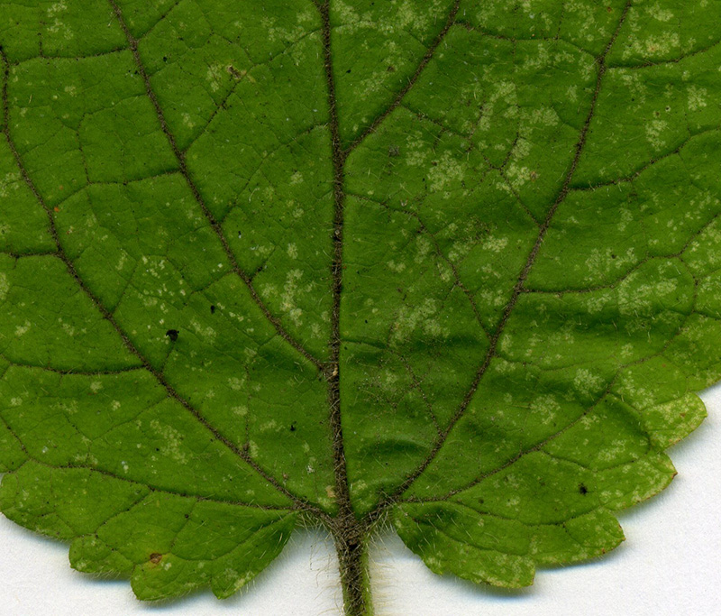 Image of Stachys sylvatica specimen.