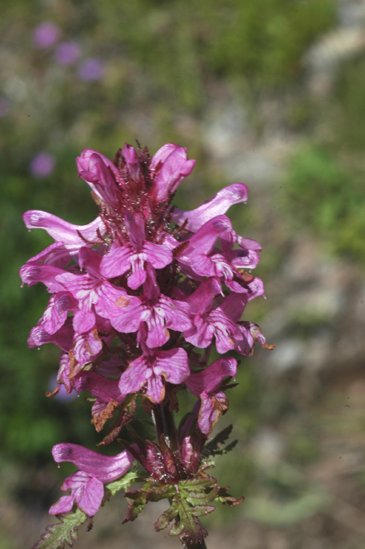 Image of Pedicularis anthemifolia specimen.