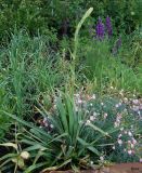 Yucca gloriosa