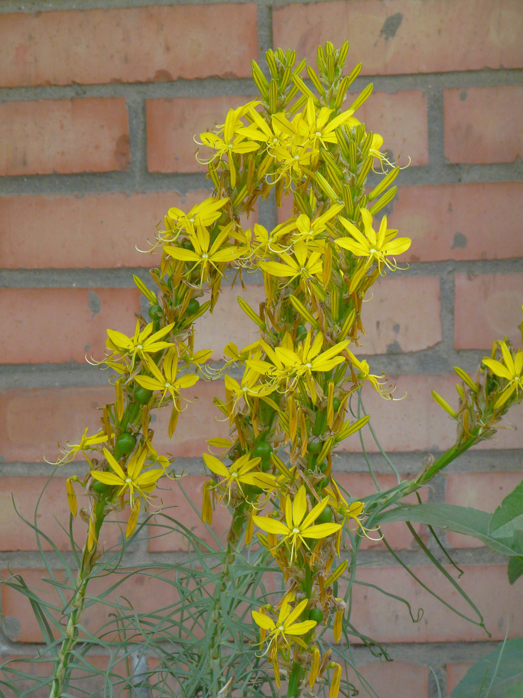 Изображение особи Asphodeline lutea.