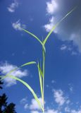 Calamagrostis phragmitoides. Стебель с листьями и пазушными побегами. Ленинградская обл., Тосненский р-н, ст. Рябово, опушка леса. 30.06.2009.