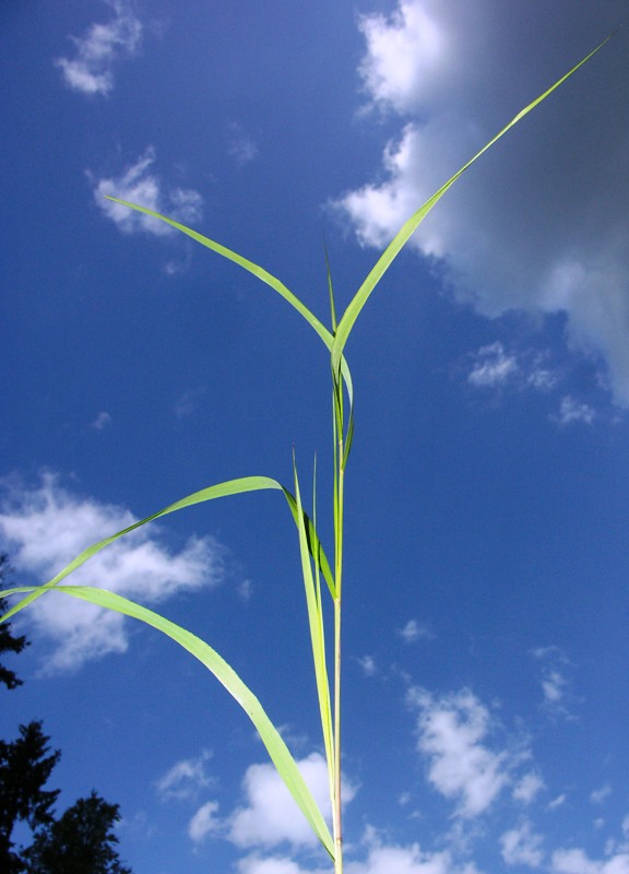 Изображение особи Calamagrostis phragmitoides.