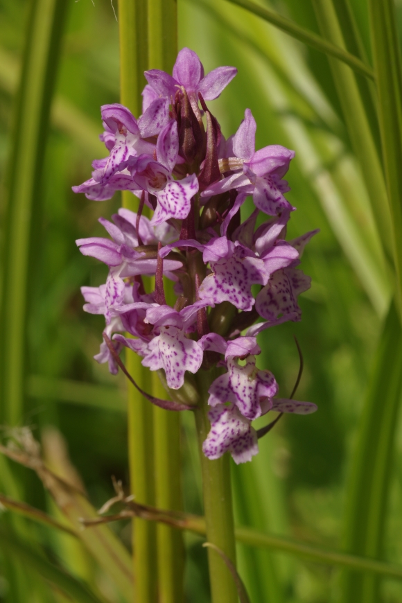 Image of Dactylorhiza baltica specimen.