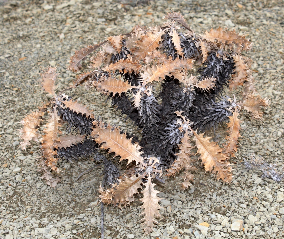 Image of Cousinia oreodoxa specimen.