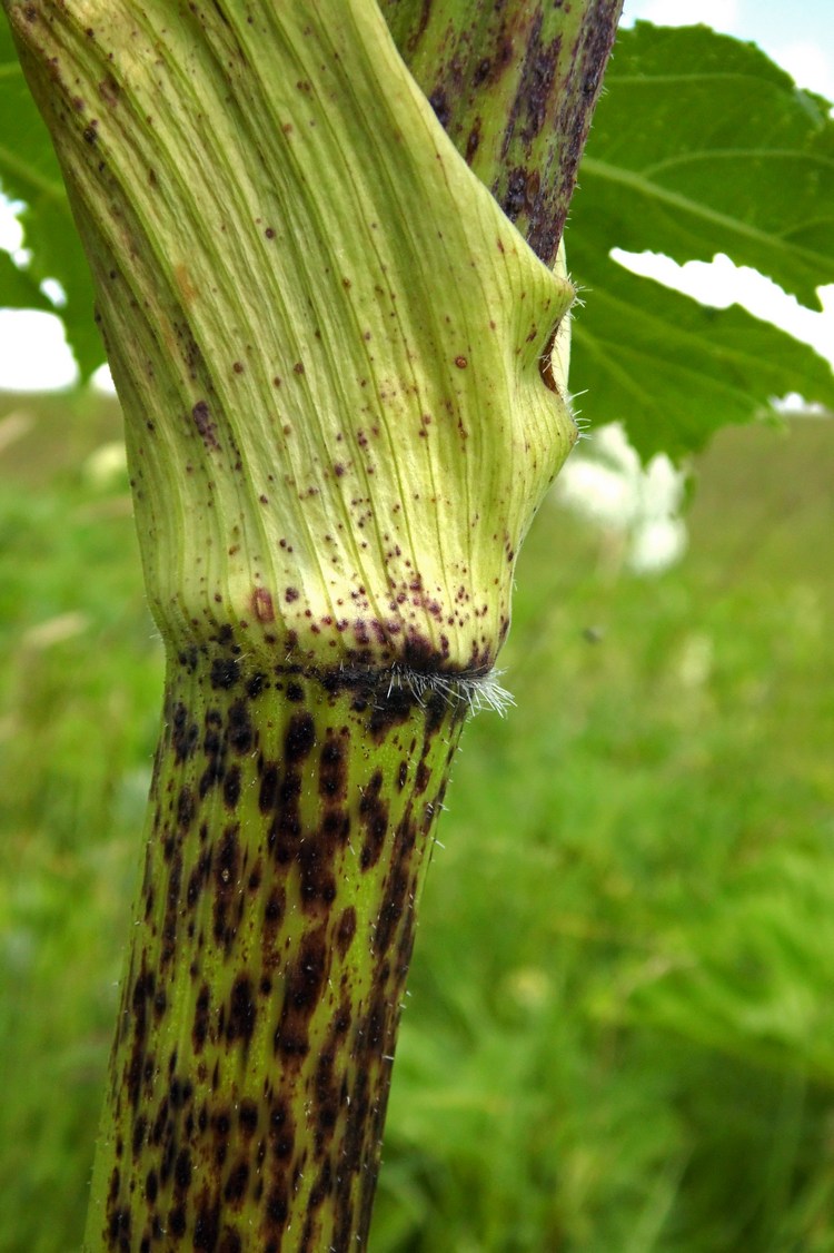 Image of Heracleum sosnowskyi specimen.