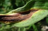 Paracynoglossum glochidiatum