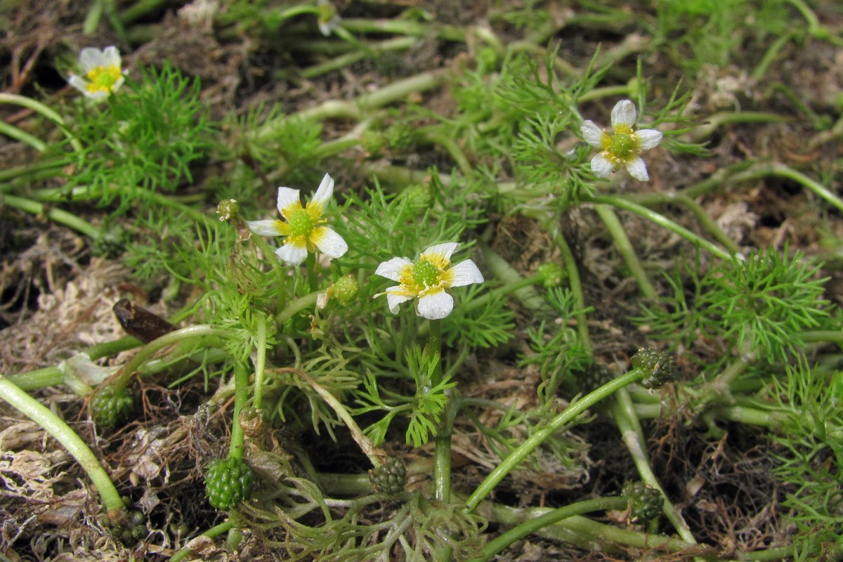 Image of Ranunculus rionii specimen.