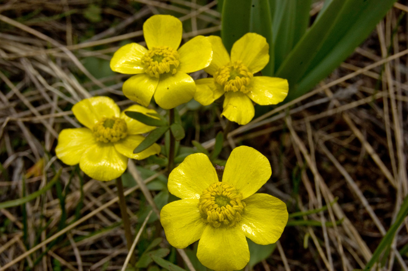 Изображение особи род Ranunculus.