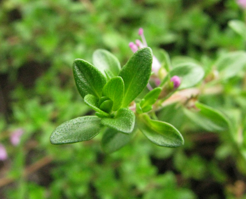 Изображение особи род Thymus.