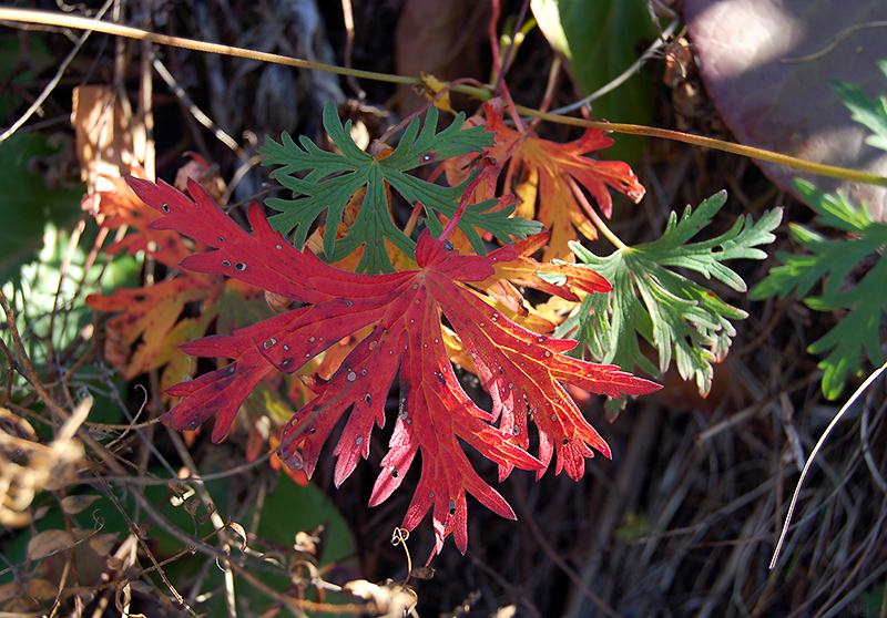 Image of Geranium laetum specimen.