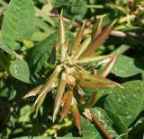 Astragalus glycyphyllos