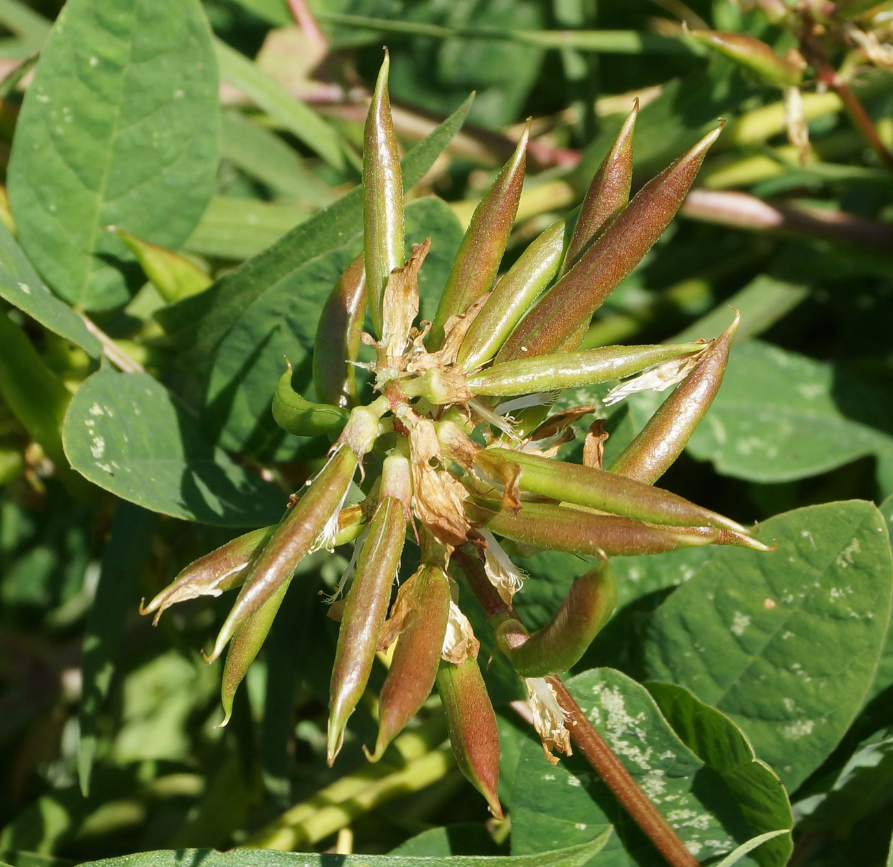 Image of Astragalus glycyphyllos specimen.