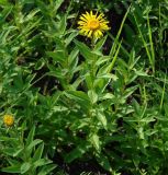 Inula salicina