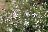 Acanthophyllum gypsophiloides