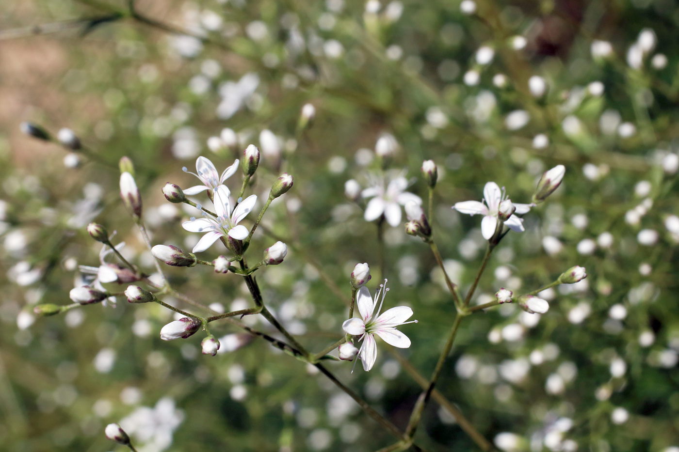 Изображение особи Acanthophyllum gypsophiloides.