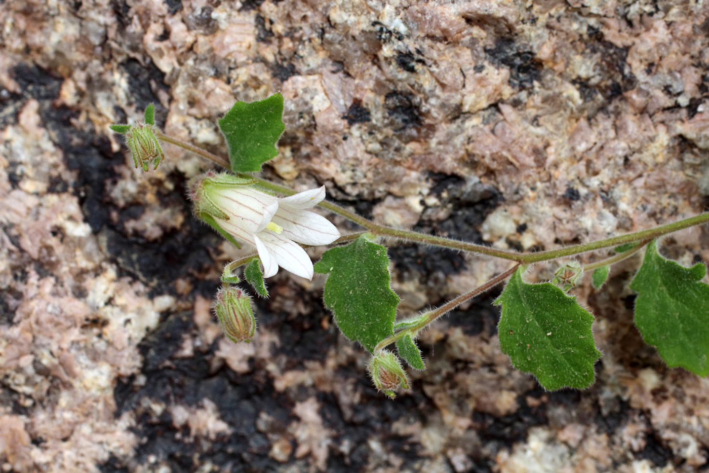 Изображение особи Campanula incanescens.