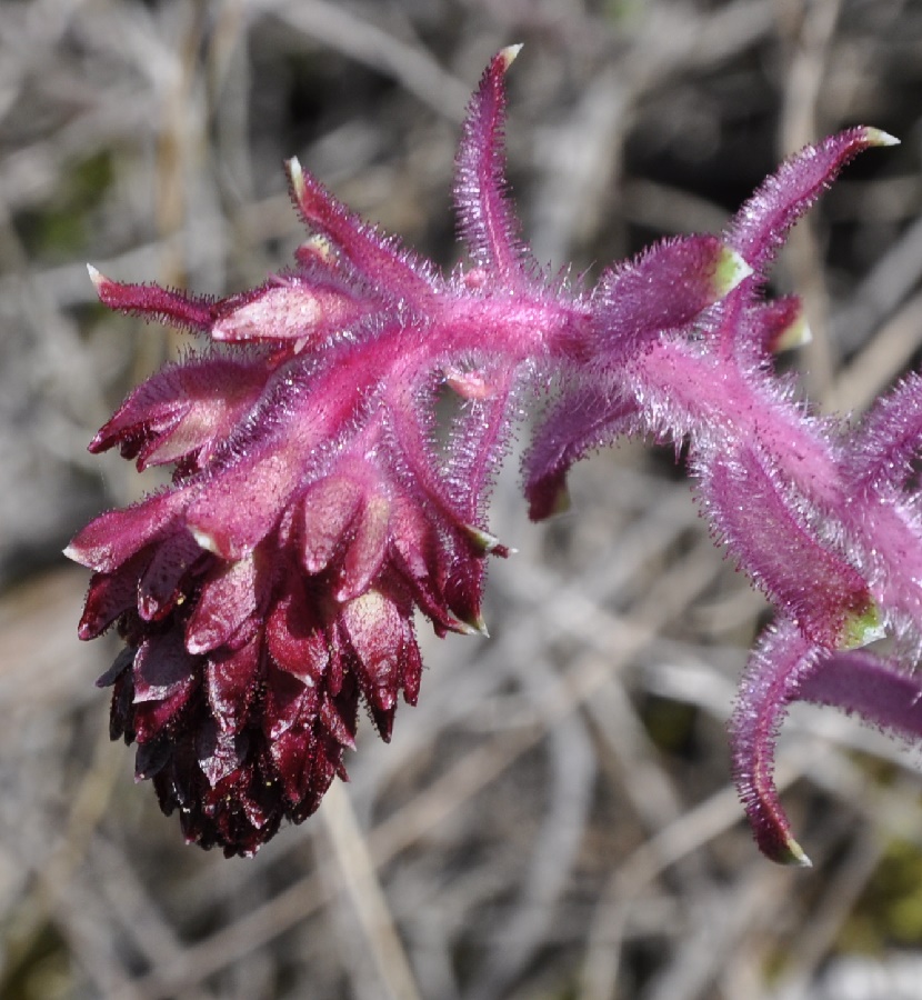 Image of Saxifraga federici-augusti ssp. grisebachii specimen.
