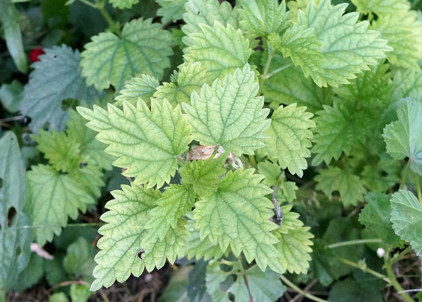 Image of genus Urtica specimen.