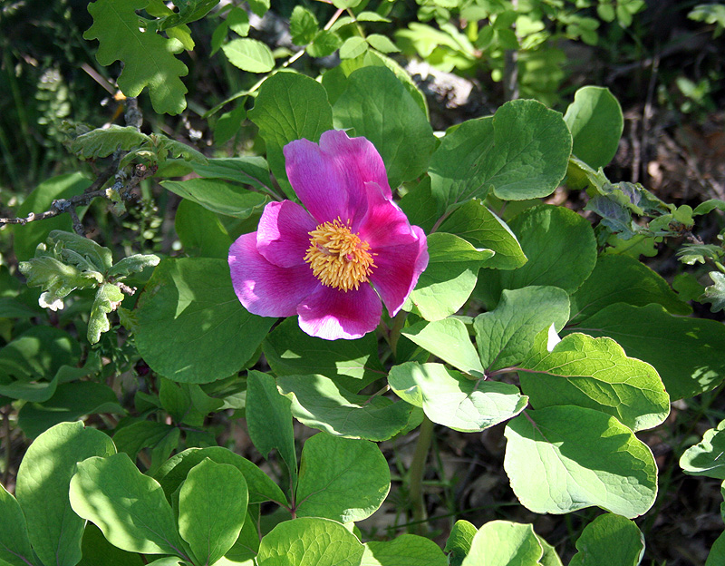 Image of Paeonia daurica specimen.