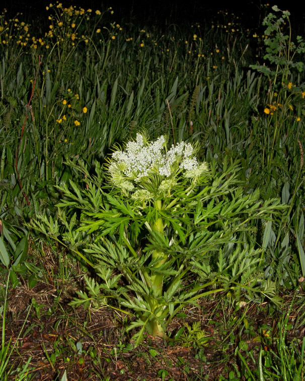 Изображение особи Pleurospermum uralense.