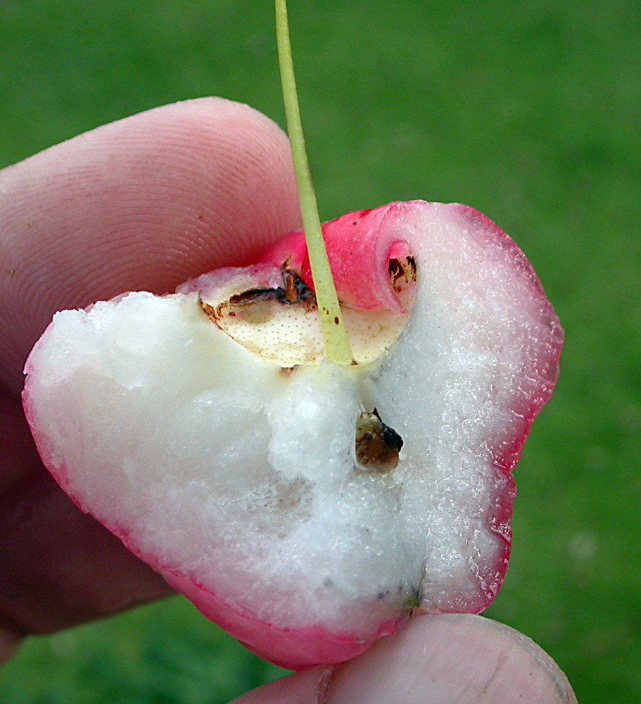 Image of Syzygium samarangense specimen.