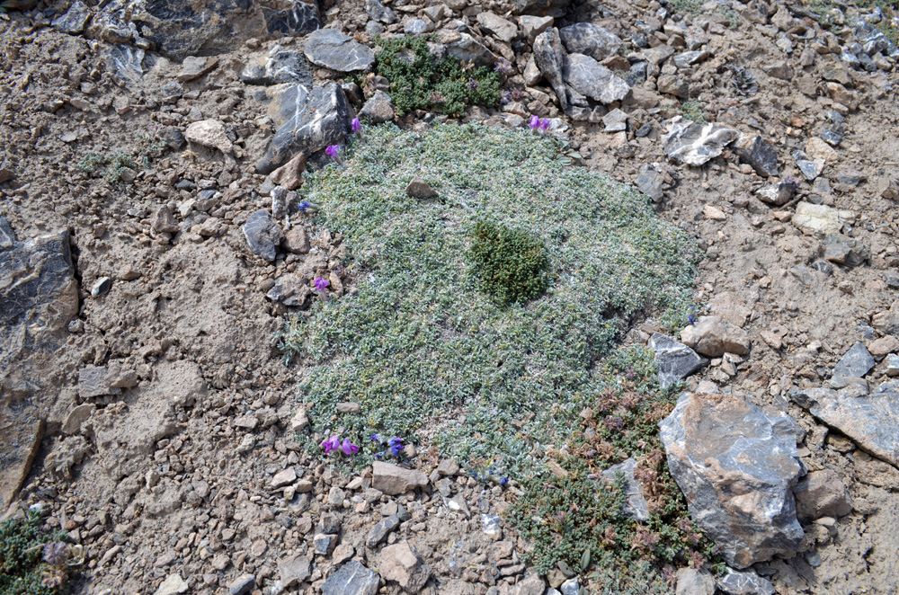 Image of genus Oxytropis specimen.