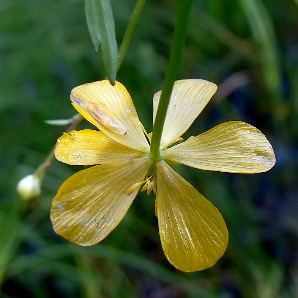 Image of Ranunculus repens specimen.