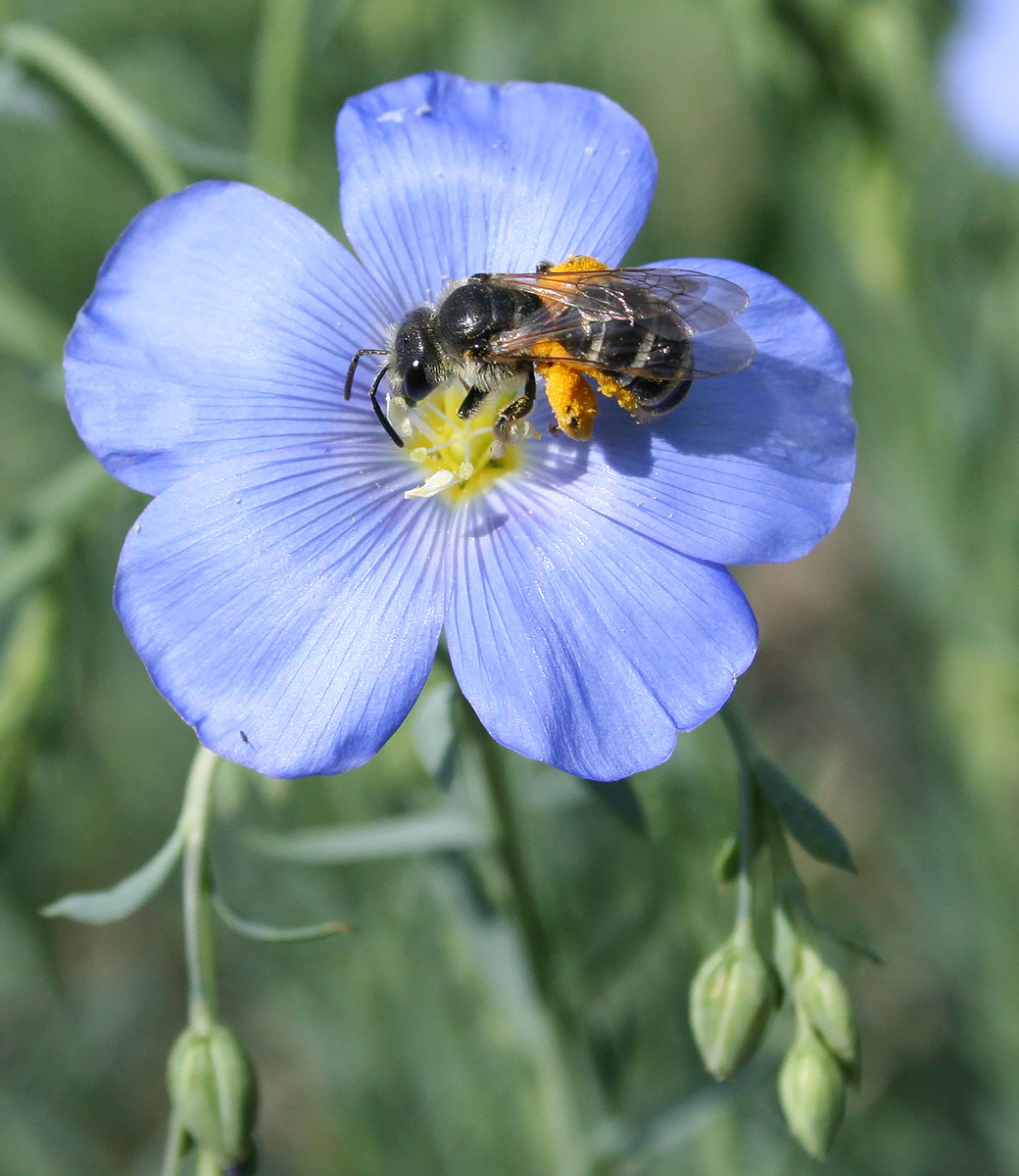 Image of Linum perenne specimen.