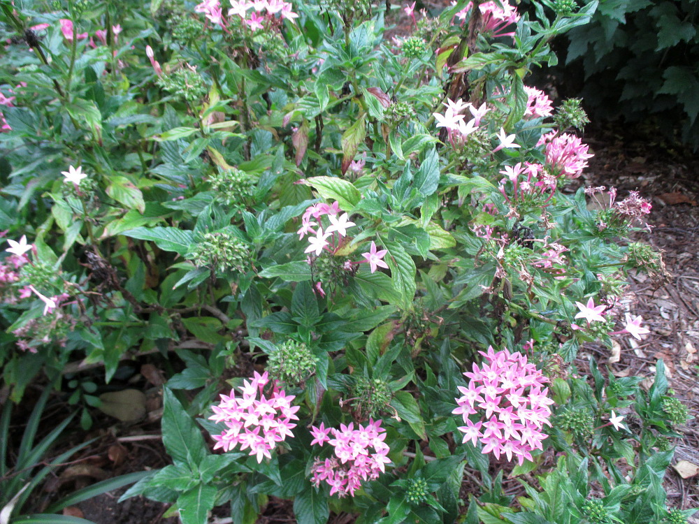 Изображение особи Pentas lanceolata.