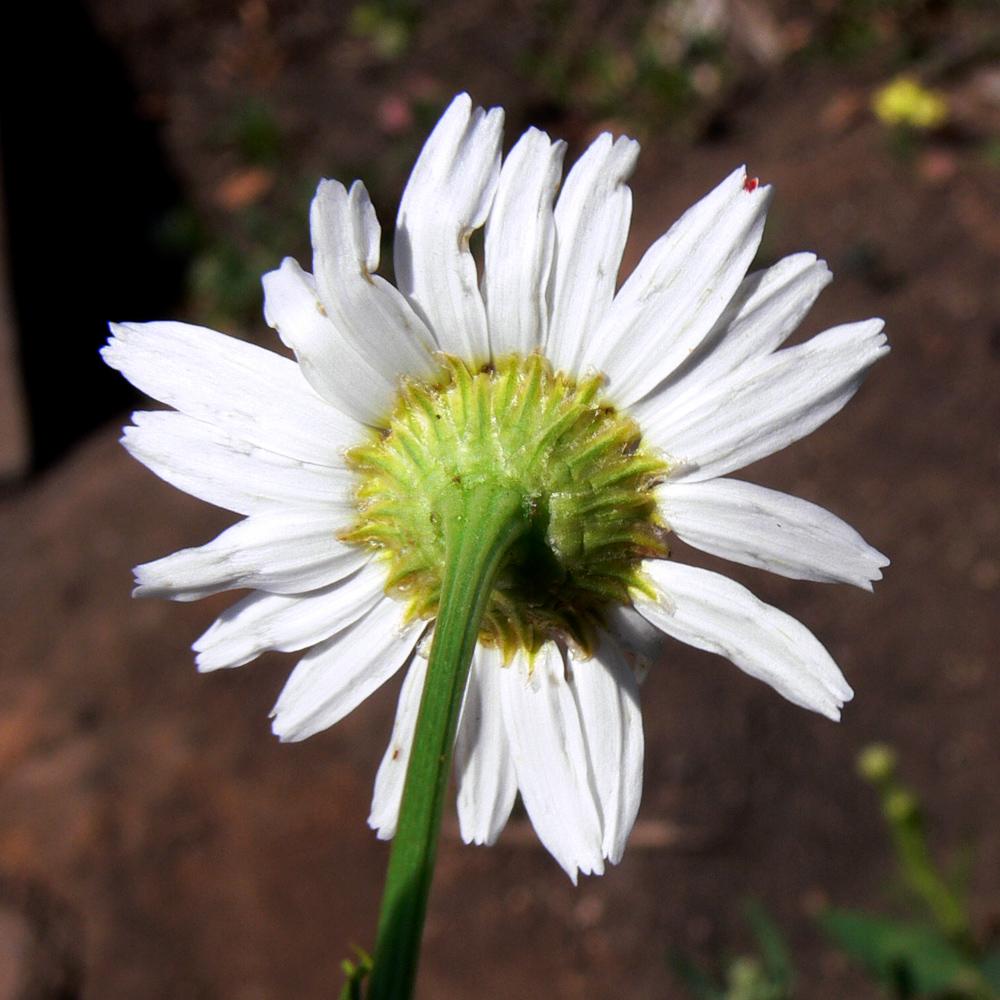 Изображение особи Tripleurospermum inodorum.