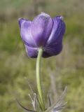 Pulsatilla multifida