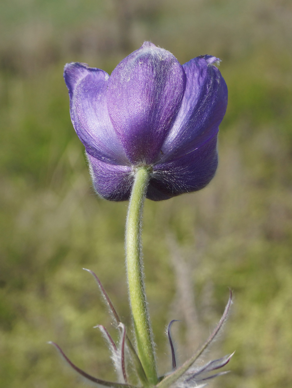 Image of Pulsatilla multifida specimen.