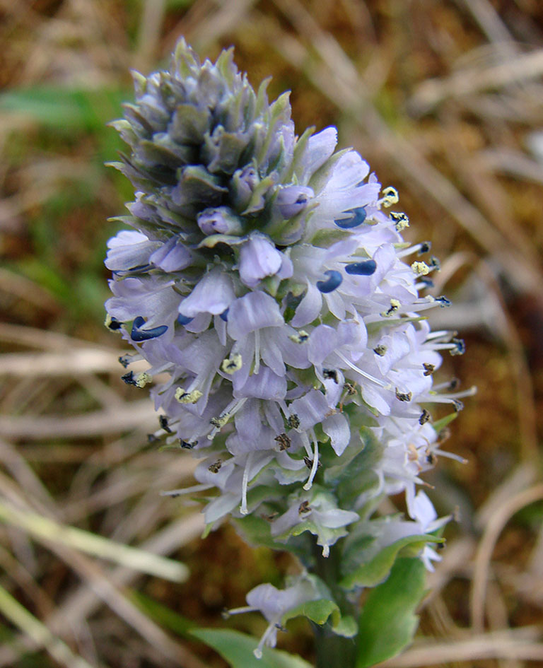 Image of Lagotis minor specimen.