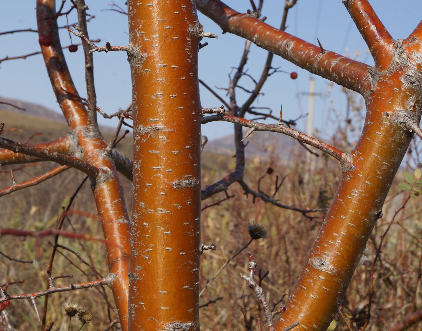 Изображение особи Crataegus chlorocarpa.