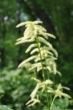 Aruncus dioicus