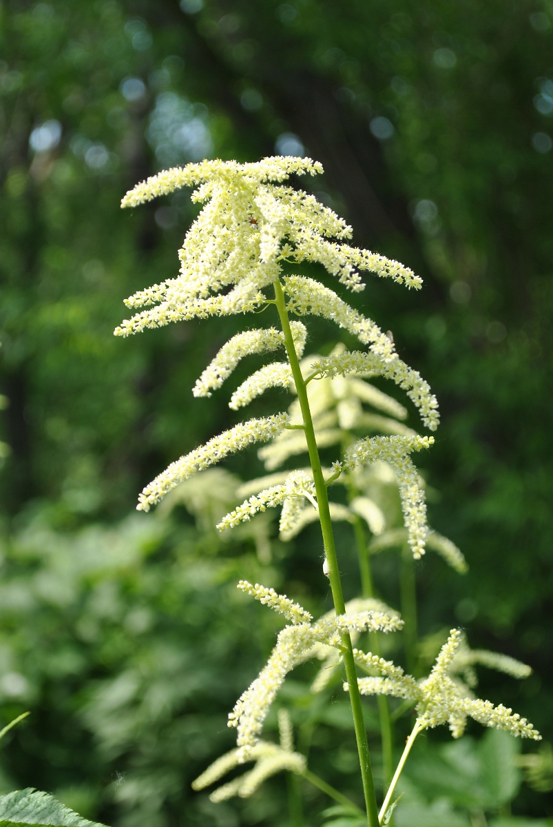 Изображение особи Aruncus dioicus.