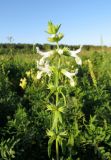 Stachys annua. Верхушка цветущего растения. Барнаул, пустырь. 20.08.2014.