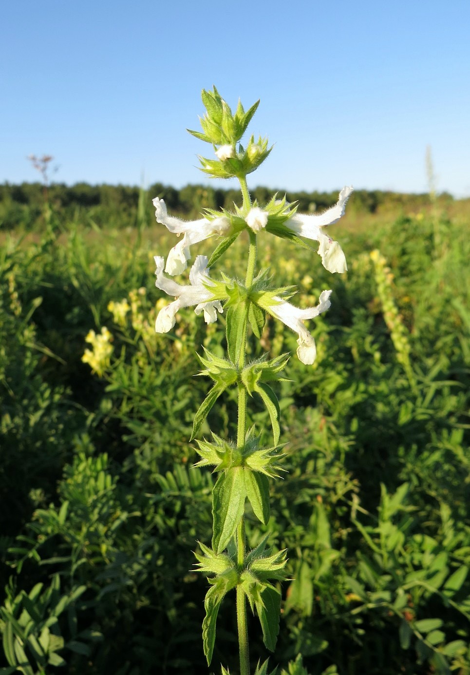 Изображение особи Stachys annua.