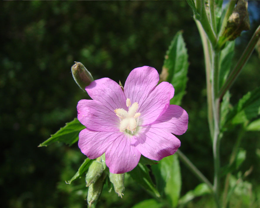 Image of Epilobium hirsutum specimen.