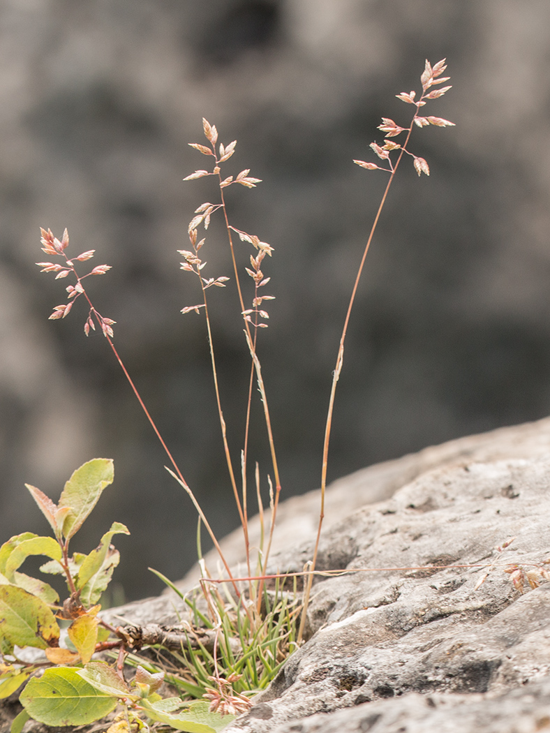 Image of Poa seredinii specimen.