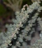 Atriplex glauca