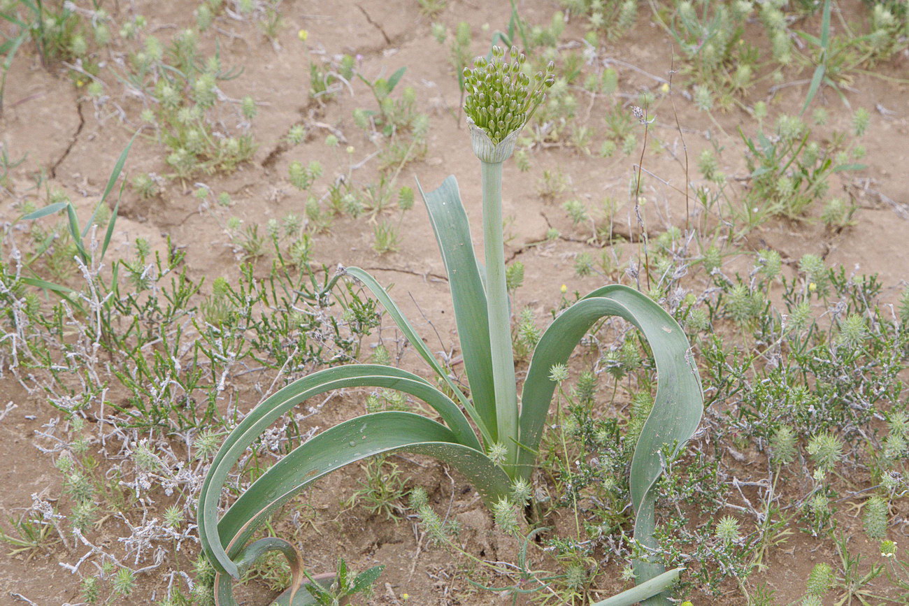 Изображение особи Allium caspium.