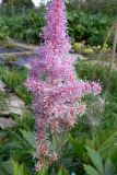 Astilbe chinensis разновидность davidii. Соцветие. Свердловская обл., г. Екатеринбург, пос. Шабровский, дачный участок. 16.08.2015.